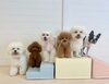 るい☆仁姜☆理玖☆くま☆ぱん☆ぽん「ましゅまろ幼稚園🐾」