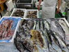 「📣本日のお魚情報🐟」