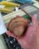 「丹後とり貝入荷しております✨✨」