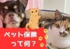 ペット保険「ペット保険って入った方がいいの？」