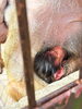 「マントヒヒの赤ちゃんが生まれました！」