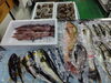 「📣本日のお魚🐟」