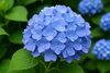アジサイ「🌸 今日の花：アジサイ（紫陽花） 💠」