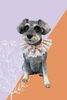 「Dog salon mofu mofu　余市町」