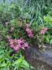 自宅の庭に咲きました。「探偵歴34年の実績。元警視庁刑事顧問。一つ一つ丁寧な調査。安心の女性相談員在籍。明朗会計。群馬-高崎で前橋　茨城-つくば・土浦・水戸　栃木-宇都宮　埼玉-川越・上尾　探偵調査全国対応、」