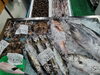 「📣本日のお魚情報🐟」