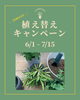 植え替えキャンペーン「植え替えキャンペーン」