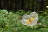 ヤマシャクヤク「たくさんの山野草が開花中！」
