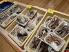 「🎣✨6月1日（日）は「鮮魚市」開催！　市場直送の新鮮魚介が鯛中鯛に集結🐟🦐」