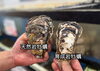 「天然岩牡蠣と育成岩牡蠣の違いについて」