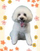 「Dog salon mofu mofu　余市町」