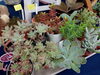 「暑い時には涼しさ感じるグリーンがおすすめ。多肉植物も揃ってます。南魚沼の花屋、フローリストたかの。」