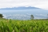 ドイツすずらんの様子「澄んだ空気と山野草に癒されるひととき」