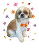 「Dog salon mofu mofu　余市町」