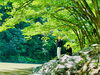 新緑「【嵐山】」