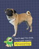 「Dog salon mofu mofu　余市町」