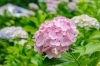「漢方薬局が教える梅雨のむくみ対策🌧️梅雨時期の不調にお悩みなら、四国中央市にあるしみず薬局へ！」