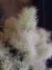 「2025 Smoke Tree arrangement Lesson」