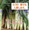 朝採れ新鮮八王子産野菜！　ヤングコーン「5/30 金曜日　ヤングコーン　最終入荷！　20から30袋　雨でも入荷します。　よろしくお願いします。　八王子産　八王子　八日町　旬　野菜　八王子お土産　新鮮　朝採れ　甲州街道沿い　はちおうじ」
