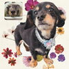 「Dog salon mofu mofu　余市町」