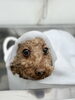 「炭酸泉が無料サービス！新潟市中央区/犬トリミング/梅雨のかゆみゼロへ」