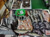 「📣本日のお魚情報🐟」