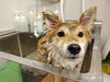 「長毛柴犬に柴犬カット【どっぐさろんあきゅ　京都市南区上鳥羽　ペットサロン　トリミング】」