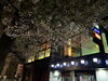 「夜桜を､楽しんでみませんか🌸及営業日のご案内です。  小樽のカクテル&ショットバー・ハーフトーン」