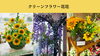 ５月、６月の店内「🌻【6月のおすすめ】光触媒アーティフィシャルフラワーのひまわり入荷しました🌻」