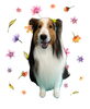 「Dog salon mofu mofu　余市町」