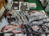 「📣本日のお魚情報🐟」