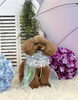 もなちゃん「わんこと雨☔️＆６月の予約状況」