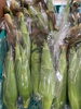 ミルキーシュガー🌽「とうもろこし🌽　　　鉾田市直売所」