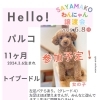 ✿2025/6/8㈪ 譲渡会(所沢市)保護犬参加情報！①トイプードル