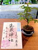 夏詣朱印6月「『夏詣』で前原御嶽神社へお詣り　」