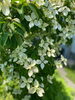 チャーミングな花をつける山ぼうし「枝物」