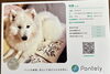 サモエド咲茉ちゃん遺伝子検査結果「サモエド赤ちゃん産むため 咲茉ちゃん遺伝子検査結果【札幌市 北区 サモエドブリーダー catbeard ⠀】」