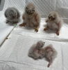 「5月にうまれた雛🐣」