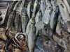 「📣本日のお魚情報🐟」