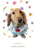 「Dog salon mofu mofu　余市町」
