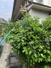 消毒作業「⚠️病害虫発生中」