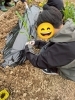 トウキビを植えています「2025年こぱん畑始動！【札幌市北区児童デイサービスこぱんはうすさくら札幌太平教室】」
