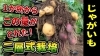 「常識をぶっ壊す!! １ヶ所から２種類のジャガイモが⋯【ジャガイモ収穫編】たねのハシモトミヤ」