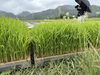 「関川村で砂金米の田植え🌾」