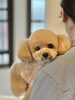 「新人応援20％OFF！今週“キャンセル空き”出ました｜新潟市犬トリミング」