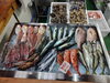 「📣本日のお魚情報🐟」