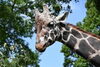 「6月21日（土）世界キリンの日🦒イベントを行います！」