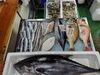 「📣本日のお魚情報🐟」