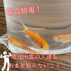 「地元民も知らない鼻高ネタ🐟」