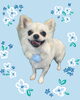 「Dog salon mofu mofu　余市町」